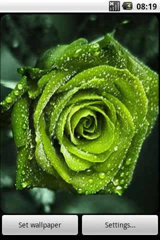 4D Rose Live Wallpaper स्क्रीनशॉट 3