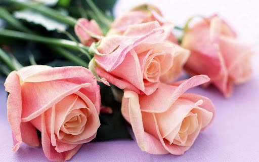 Tulips Rose HD Wallpapers screenshot 4