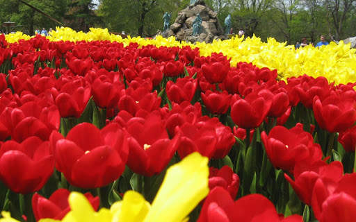 Tulips Rose HD Wallpapers screenshot 1