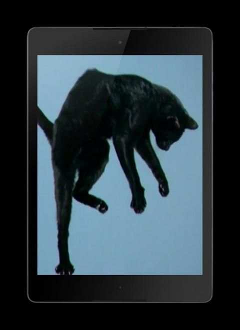 Cats Video 3D LWP screenshot 6