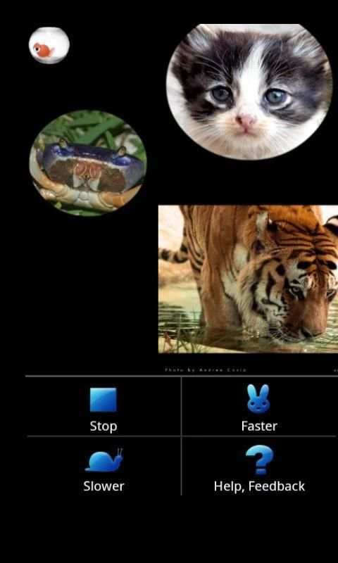 Photo Gallery (Fish Bowl) screenshot 1