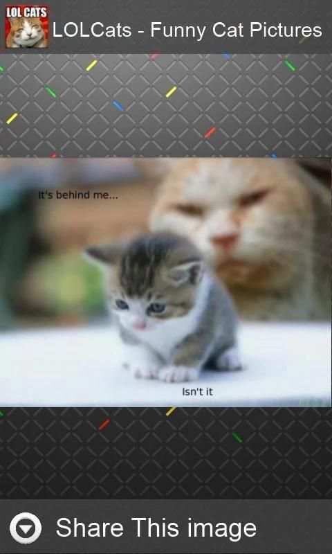 LOLCats - Funny cats pictures screenshot 7