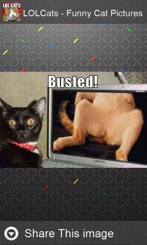 LOLCats - Funny cats pictures screenshot 6