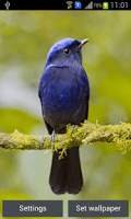 Flying Birds Live Wall Paper स्क्रीनशॉट 4