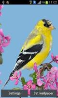 Flying Birds Live Wall Paper स्क्रीनशॉट 3