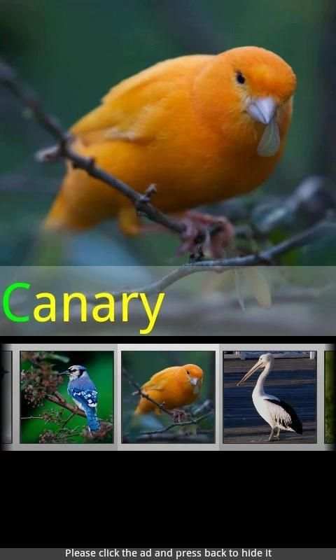 Bird Sounds & Ringtones स्क्रीनशॉट 1