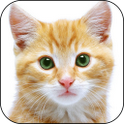 Sounds of cats icon
