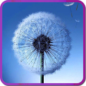 Galaxy S3/S4 Fly Dandelion icon