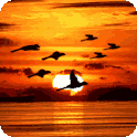 Bird Flock Live Wallpaper icon