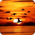 Bird Flock Live Wallpaper 1.5