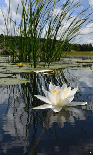 Water Lily Live Wallpaper screenshot 2