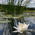 Water Lily Live Wallpaper on 9Apps