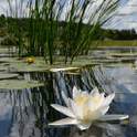 Water Lily Live Wallpaper 23