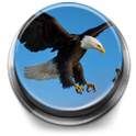 Bird calls, sounds & ringtones 1.1