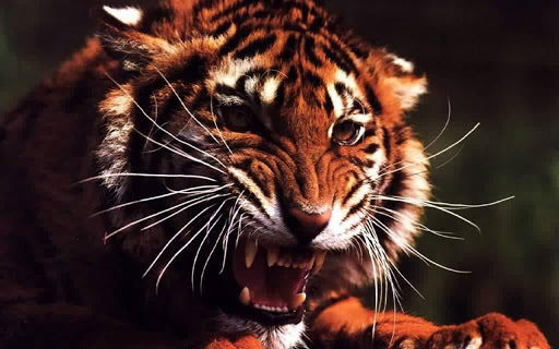 Animal Tiger 3D Wallpaper Background  HD Wallpapers