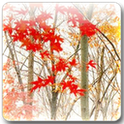 Maple Leaf Live Wallpaper icon