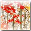 Maple Leaf Live Wallpaper on 9Apps