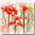 Maple Leaf Live Wallpaper icon