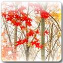 Maple Leaf Live Wallpaper 1.4