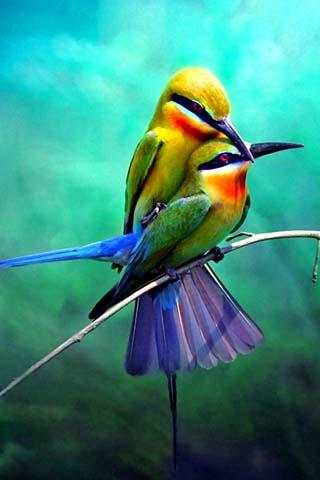 3D Bird Sounds screenshot 4