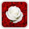 Red Roses Live Wallpaper Free