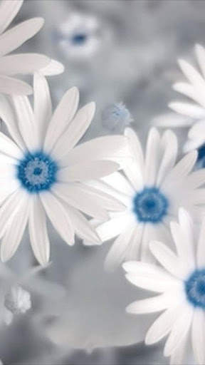 Flower Love Wallpapers 1 تصوير الشاشة