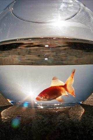 Goldfish Wallpapers screenshot 1
