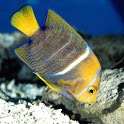 Deep water Fish Predator LWP on 9Apps
