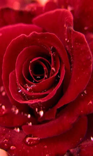 Galaxy S3 Rain Roses 4 تصوير الشاشة