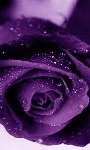 Galaxy S3 Rain Roses 2 تصوير الشاشة