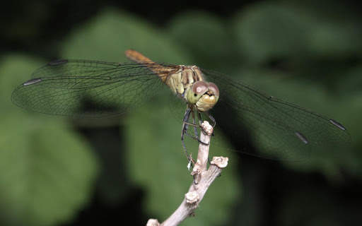 Dragonfly Live HD Wallpapers screenshot 5