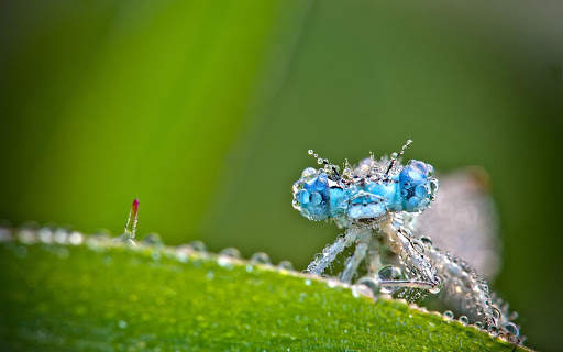 Dragonfly Live HD Wallpapers screenshot 3