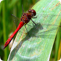 Dragonfly Live HD Wallpapers icon