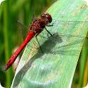 Dragonfly Live HD Wallpapers 1.1