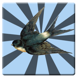 Suara Panggil Burung Walet icon