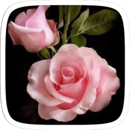 Pink Rose Flower Theme आइकन