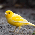 Yellow Bird icon