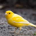 Yellow Bird 1.0.0