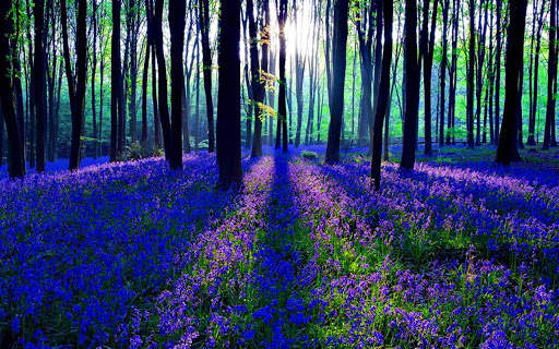 Green Forest 4 تصوير الشاشة