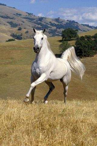 Running Horse Wallpaper screenshot 2