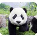 Cute Panda Photography on 9Apps