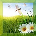 ikon Dragonfly Free Live Wallpaper