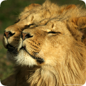 Lion Live HD Wallpapers icon