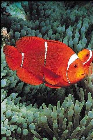 FishWallpapers screenshot 2