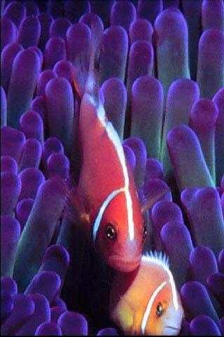 FishWallpapers screenshot 4