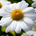 Daisies HD Live Wallpapers on 9Apps