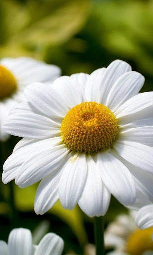 Daisies HD Live Wallpapers screenshot 2
