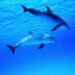Dolphin Swim LiveWallpaper иконка