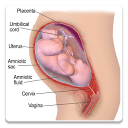 Pregnancy Apps आइकन