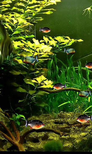 Piranha 3d aquarium LWP 1 تصوير الشاشة